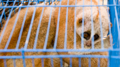 Kommerzielle Wildtiermärkte verbieten, um zukünftige Pandemien zu verhindern