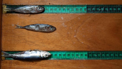 Trawler re-arrested in Ghana for repeated illegal fishing crimes after refusing to pay fine