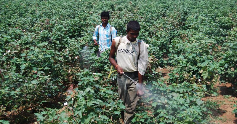Pesticides & crop protection in cotton farming: what Better Cotton