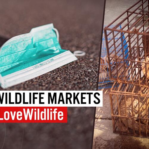 Ban Commercial wildlife markets