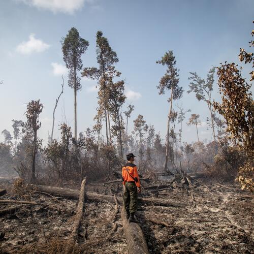 Zusage zur Beendigung der Entwaldung muss Verantwortliche in die Pflicht nehmen