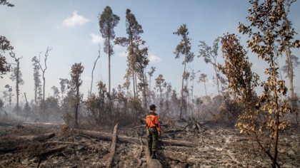 COP26 commitment to end deforestation must hold leaders accountable
