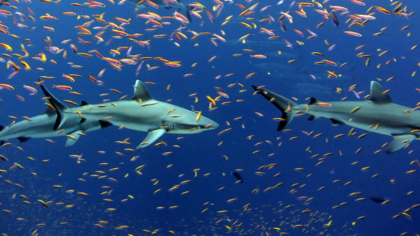 Illegal fishing: an existential threat for sharks and the oceans