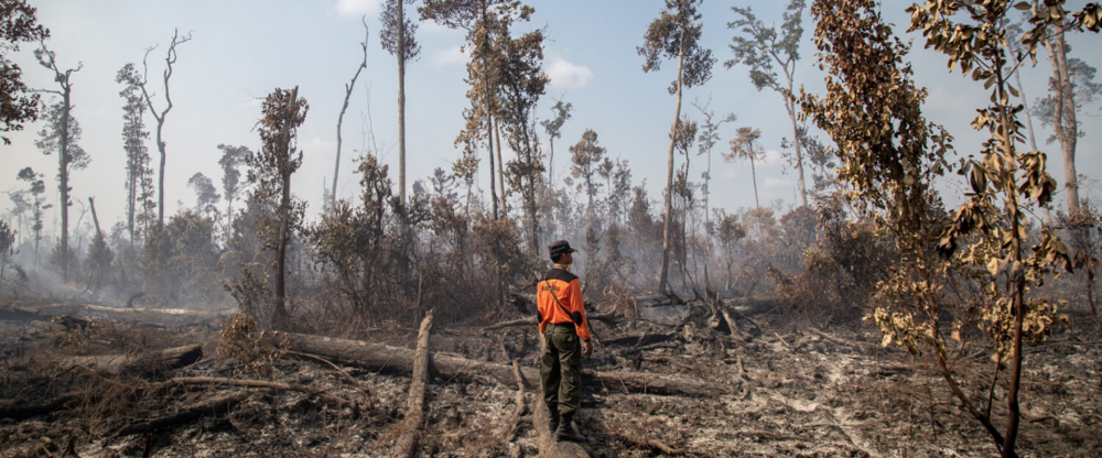 Forest destruction