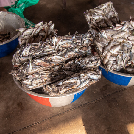 Ghana: Illegale Saiko-Fischerei geht weiter – trotz Zusicherungen der Regierung