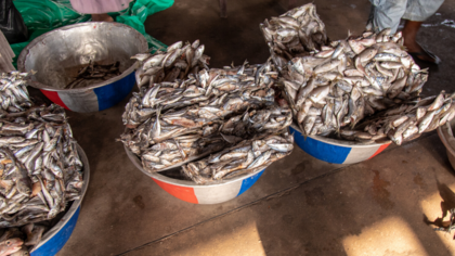 Ghana: Illegale Saiko-Fischerei geht weiter – trotz Zusicherungen der Regierung