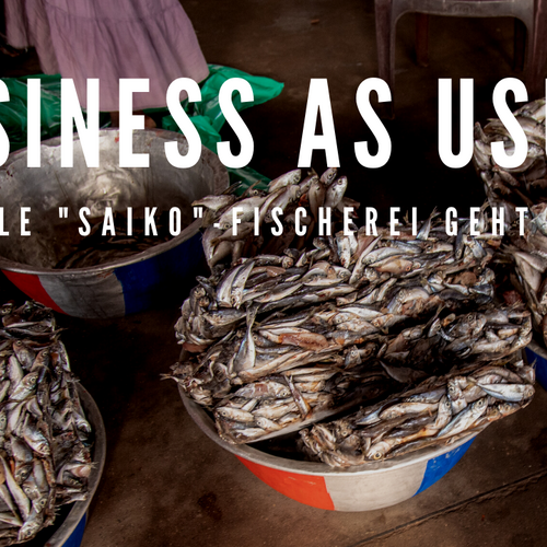 „Business as usual“: Illegale Saiko-Fischerei geht weiter