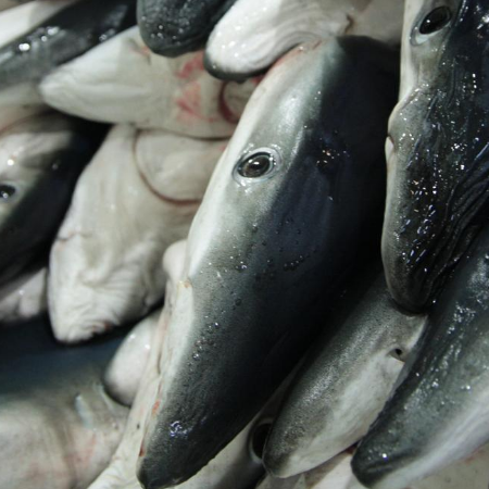 Illegale Fischerei: eine existenzielle Bedrohung für Haie und Ozeane