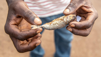 Chinesischer Trawler erhält Lizenz in Ghana – trotz illegaler Fischerei und verweigerter Strafzahlung