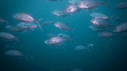 A decade of the EU’s regulation on illegal fishing: Real-world progress