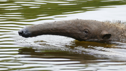 Weltweit größtes Feuchtbiotop brennt lichterloh