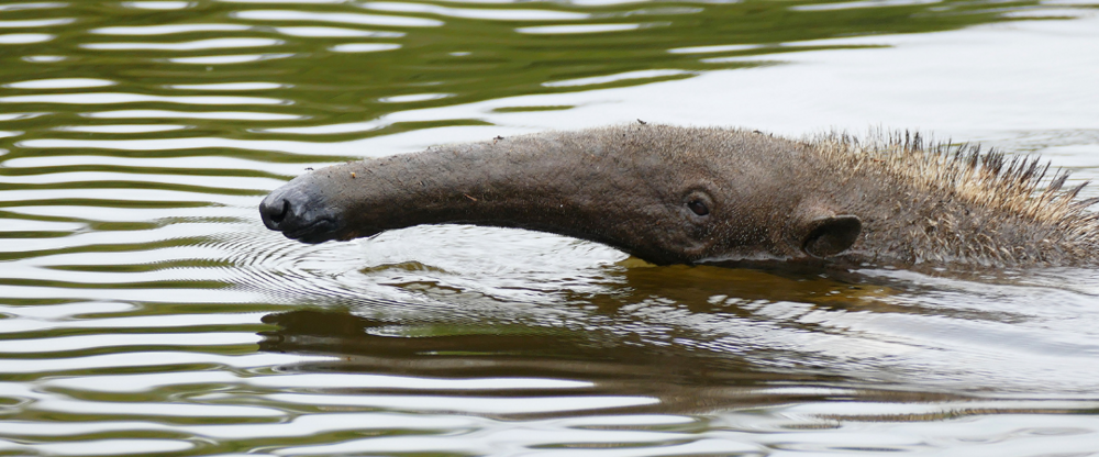 Pantanal anteater Bernard Dupont