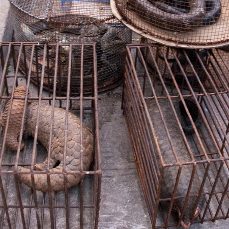 To prevent the next pandemic ban commercial wildlife markets: new report