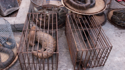 To prevent the next pandemic, ban commercial wildlife markets