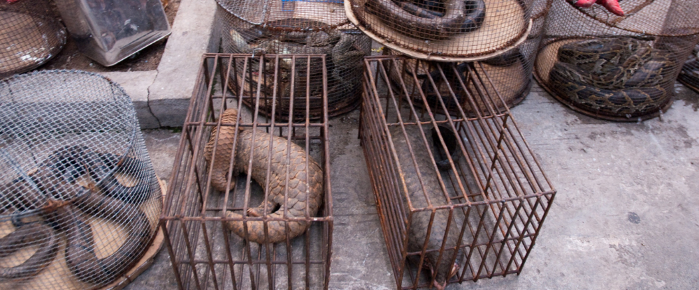 Pangolin in cage