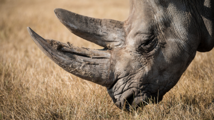 Tackle wildlife declines to safeguard all life on Earth – including us