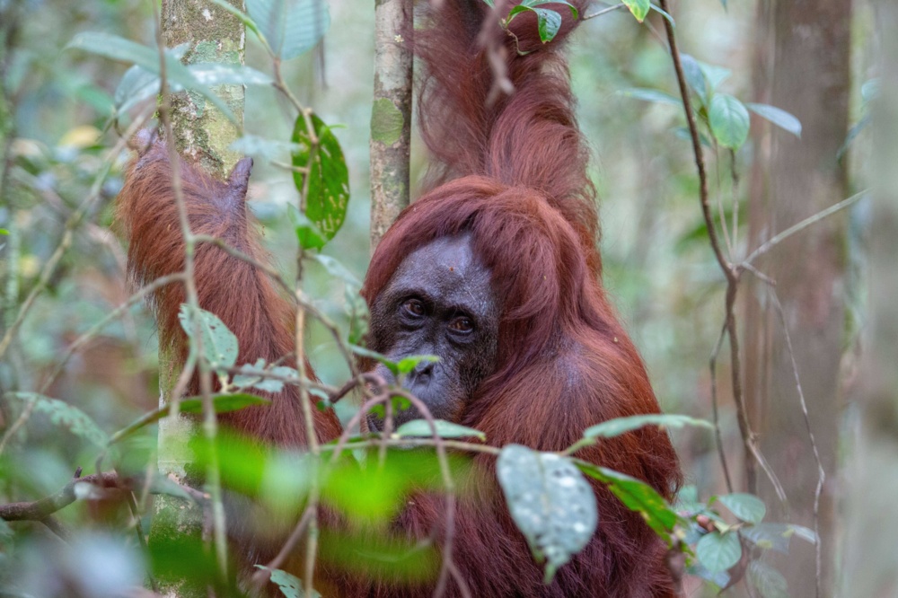 Borneo orangutan