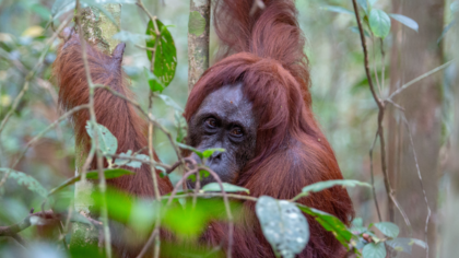 Handelt die EU, damit unser Konsum nicht länger die Wälder zerstört?