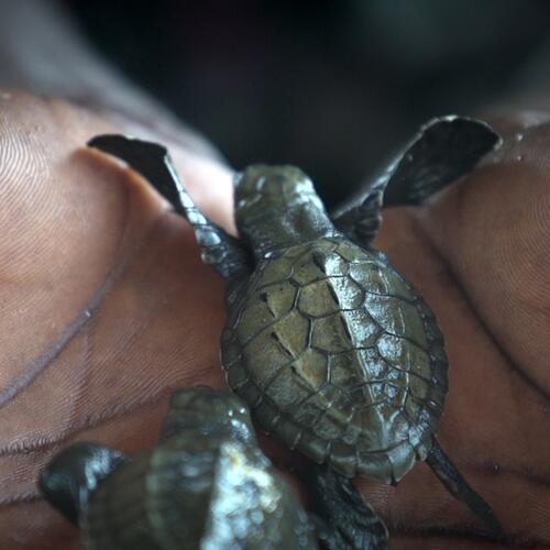 Ghanas Schildkröten-Patrouille