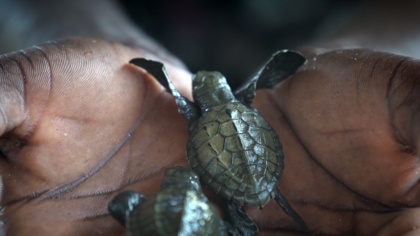 Ghanas Schildkröten-Patrouille