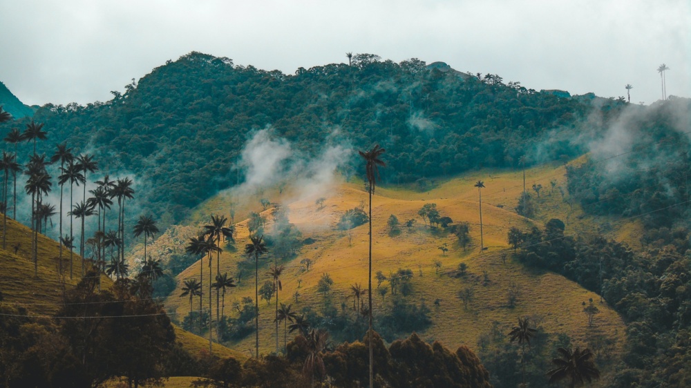 Cocora valley colombia