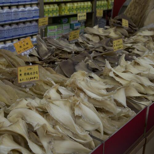 Taiwan verschärft Vorschriften gegen "Finning" von Haien