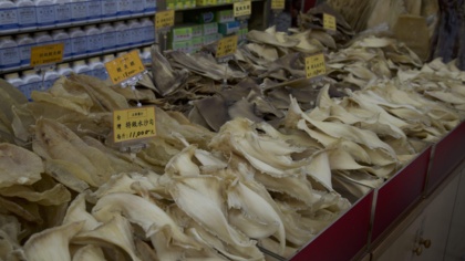 肯定漁業署修法鯊魚漁獲規範 盼落實執行減少割鰭棄身