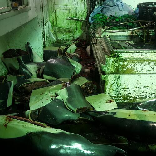 Fischereischiffe aus Taiwan fangen Delfine als Hai-Köder
