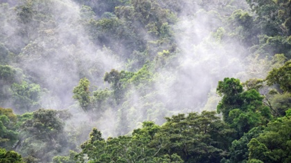 Commercial wildlife markets and the green recovery