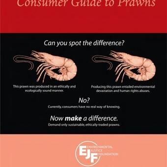 EJF Consumer Guide to Prawns