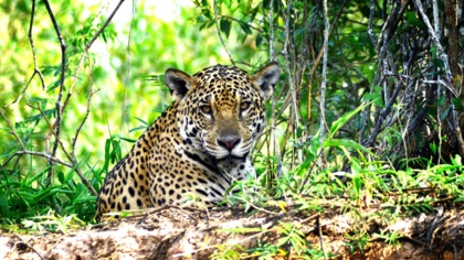 The unique Pantanal wetland is being destroyed: The EU can help save it