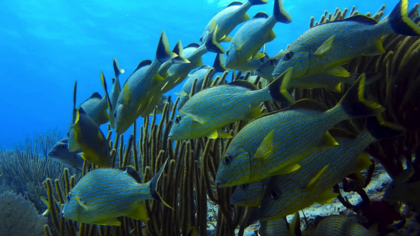 Warum die WTO schädliche Fischereisubventionen beenden muss