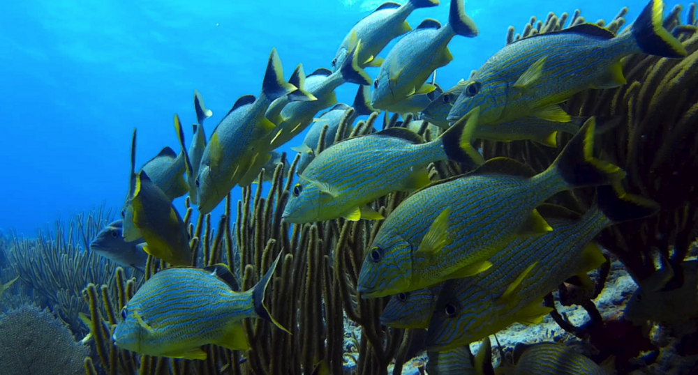 Fish swarm underwater
