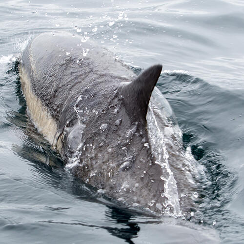 Taiwan fishing vessels target dolphins as bait for sharks