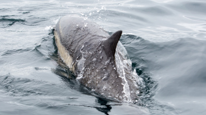 Taiwan fishing vessels target dolphins as bait for sharks