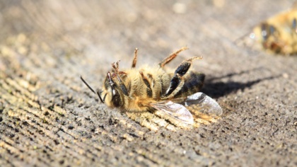 The zombie pesticide: Are bee-killing neonics back under Brexit?