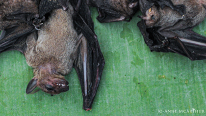 What we knew: 2003 report shows Covid-19 pandemic was predictable