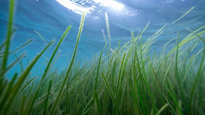 EU nature restoration law should help protect blue carbon and the climate