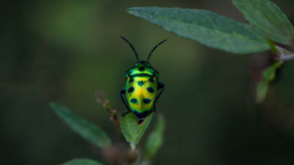 Verlust der biologischen Vielfalt ist mehr als ein „Umweltproblem“