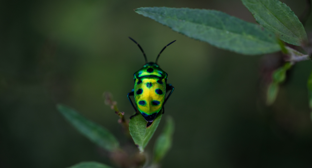 Bug on a leaf