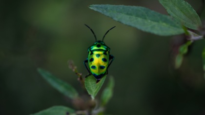 Biodiversity loss is not just an 'environmental' problem - Treasury