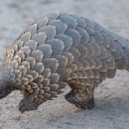 Why we must protect pangolins to stop the next pandemic