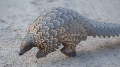 Let’s protect pangolins and stop the next pandemic