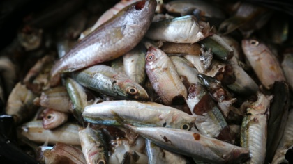 EJF Welcomes the EU's Warning to Cameroon: Crack Down on Illegal Fishing