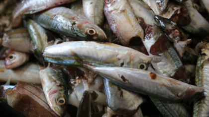 Wichtiger Schritt gegen illegale Fischerei: EU verwarnt Kamerun