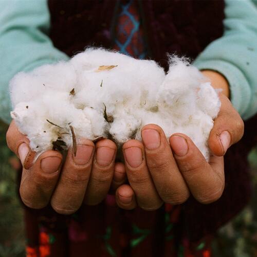 Cotton in Uzbekistan: how ‘white gold’ destroys the environment and human rights