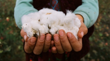 Cotton in Uzbekistan: how ‘white gold’ destroys the environment and human rights