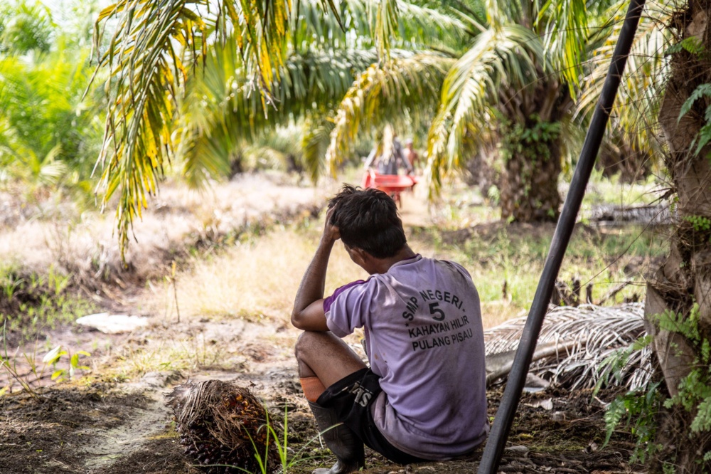 Palm oil worker