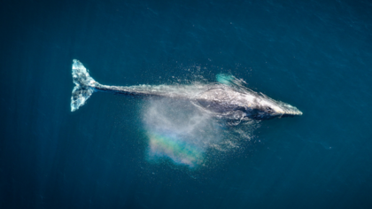 Hilf uns, wundervolle Wale zu retten