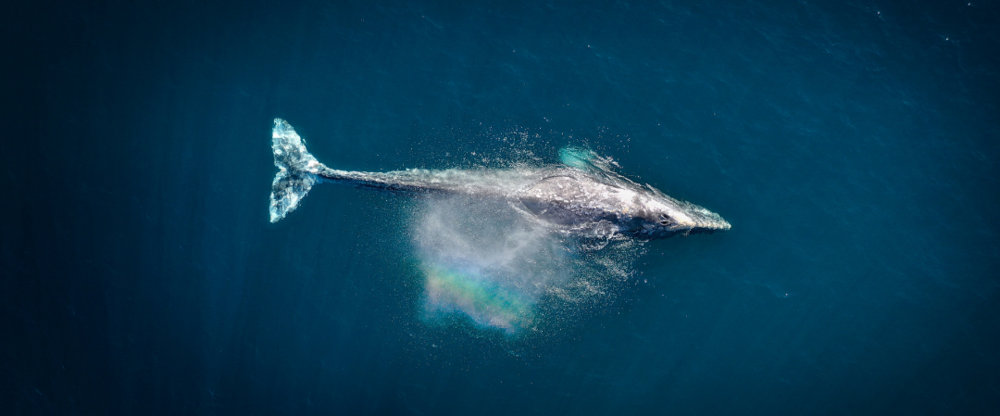 Whale drone shot